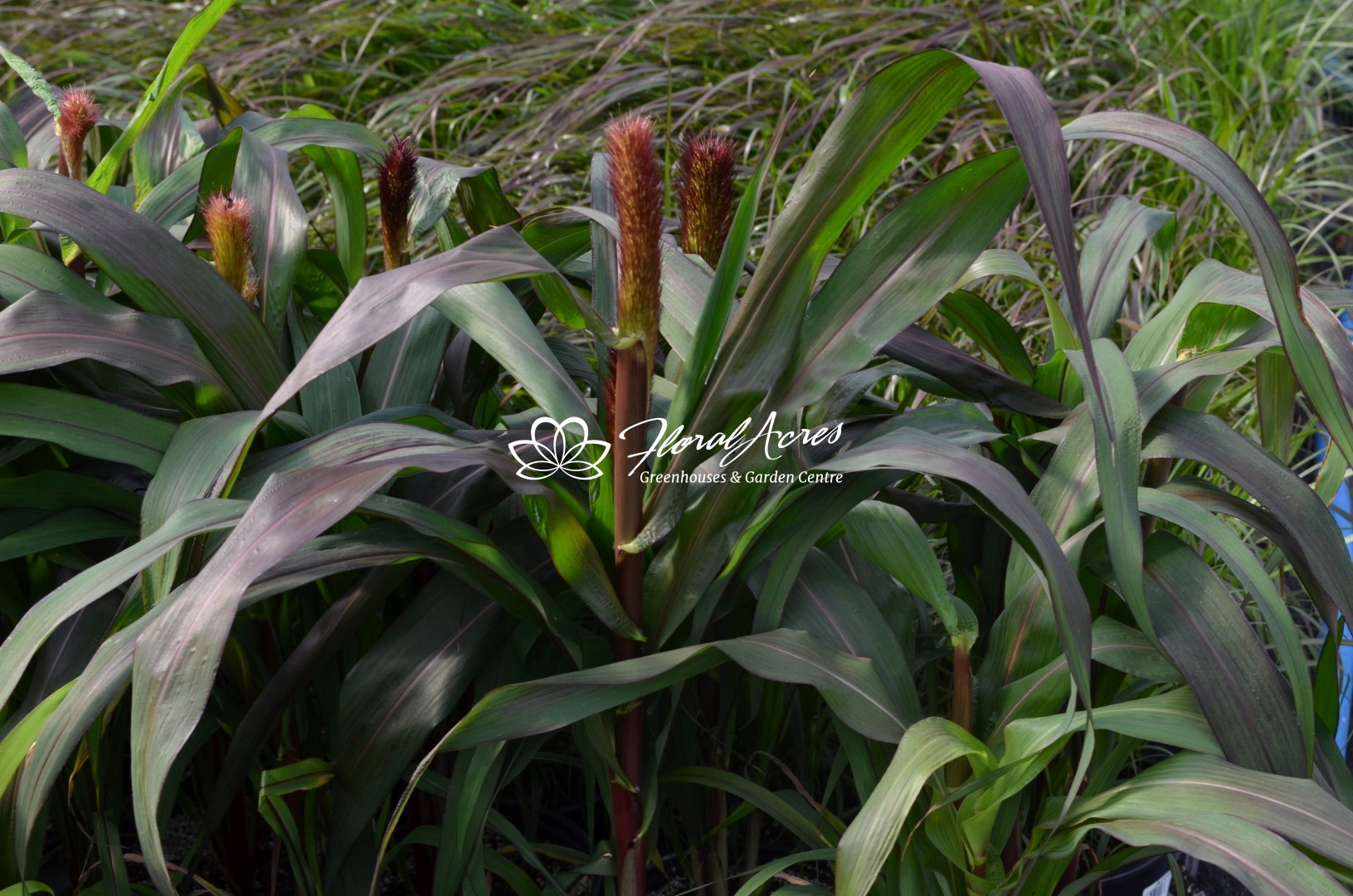 Grasses Millet Purple Baron Floral Acres